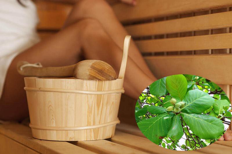 Cách chữa tổ đỉa bằng lá bàng tốt như thế nào và cách thực hiện Cách chữa tổ đỉa bằng lá bàng tốt như thế nào và cách thực hiện