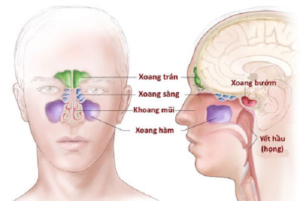 Viêm xoang sàng sau – trước, 2 bên và đặc điểm của từng loại